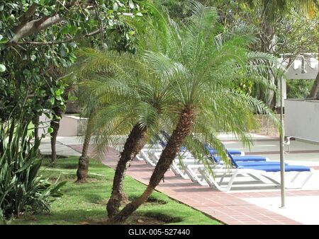 Havana, 26 January 2015Palm at Hotel Continental Miramar's park.A Continental Miramar sz?lloda Havanna Miramar ker?let?ben.P?lmafa a Continental Miramar sz?lloda parkj?ban.-stock-foto