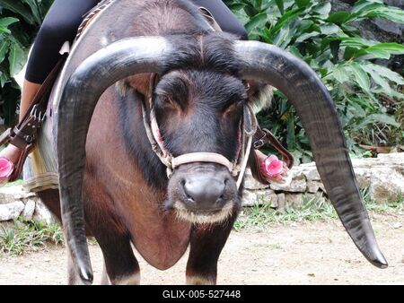Vinales (Cuba), 27 January 2015Buffalo.Kafferbivaly feje a Vinales-v?lgyi Szent Tam?s csppk?barlangn?l, Havann?t?l 200 kilom?ternyire nyugatra, Pinar del Rio tartom?nyban.-stock-foto