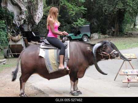 Vinales (Cuba), 27 January 2015Woman riding a Buffalo.Kafferbivaly feje a Vinales-v?lgyi Szent Tam?s csppk?barlangn?l, Havann?t?l 200 kilom?ternyire nyugatra, Pinar del Rio tartom?nyban.-stock-foto