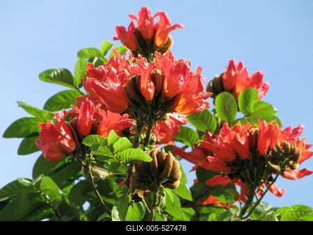 Havana, 26 January 2015Pau Brasil in Hotel Continental Miramar's park.A Pau Brasil fa vir?gja ?s term?se.-stock-foto