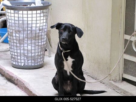 Havana, 25 January 2015Dog of Havana.Havannai kutyus az ?v?ros egyik kapualj?ban.-stock-foto