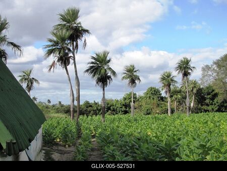 Vinales (Cuba), 27 January 2015Tobacco Plantation in Vinales Valley at 200 km to West from Havana.Doh?ny?ltetv?ny a Havann?t?l 200 kilom?ternyire nyugatra fekv? Vinales-v?lgyben.-stock-foto