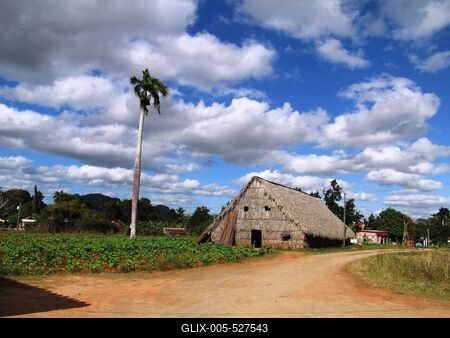 Vinales (Cuba), 27 January 2015Tobacco curing barn in the tobacco plantation of Vinales, at 200 km to West from Havana.Doh?ny?rlel? pajta egy doh?ny?ltetv?ny mellett a Havann?t?l 200 km-nyire nyugatra fekv? Vinales k?zel?ben.-stock-foto