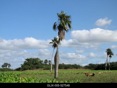 Vinales (Kuba), 2015. janu?r 27.Vinales (Cuba), 27 January 2015Paunchy palm (Barrigona) in the middle of a tobacco plantation. Below grazing livestock.Hasas kir?lyp?lma (Barrigona) egy doh?ny?ltetv?ny mellett a Havann?t?l 200 km-nyire nyugatra fekv? Vinales k?zel?ben. Alatta j?sz?g legel?szik.-stock-foto
