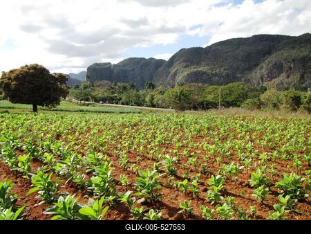Vinales (Cuba), 27 January 2015Tobacco plantation near Vinales, at 200 km to West from Havana.Doh?ny?ltetv?ny a Havann?t?l 200 km-nyire nyugatra fekv? Vinales k?zel?ben. A doh?nyb?l szivart ?s kis szivart k?sz?tenek.-stock-foto