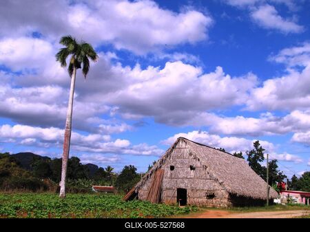 Vinales (Cuba), 27 January 2015Tobacco curing barn in the tobacco plantation of Vinales, at 200 km to West from Havana.Doh?ny?rlel? pajta egy doh?ny?ltetv?ny mellett a Havann?t?l 200 km-nyire nyugatra fekv? Vinales k?zel?ben.-stock-foto