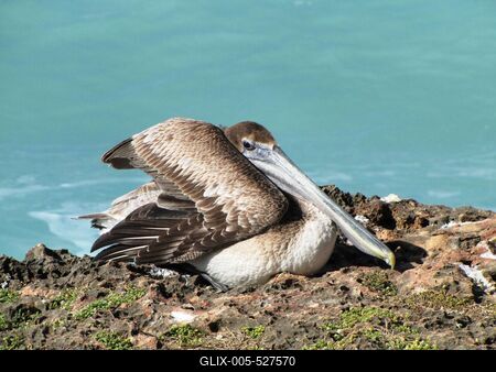 Varadero (Cuba), 29 January 2015Pelican at the tropical beach of Varadero.Pelik?n az Hicacos-f?lsziget (Varadero) partj?n. Az Atlanti-?ce?nba ?kel?d? Hicacos-f?lsziget 18 km hossz?  ?s 0,5-2,5 km sz?les. A k?znyelv csak Varader?nak h?vja, f? telep?l?se, Varadero miatt. Kuba vil?gh?r? ?d?l?hely?nek sz?m?t.-stock-foto