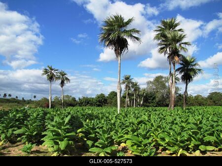 Vinales (Cuba), 27 January 2015Tobacco Plantation with Barrigona paunchy palms in Vinales Valley at 200 km to West from Havana. Doh?ny?ltetv?ny hasas kir?lyp?lm?k (Barrigona) k?z?tt a Havann?t?l 200 km-nyire nyugatra fekv? Vinales k?zel?ben.-stock-foto