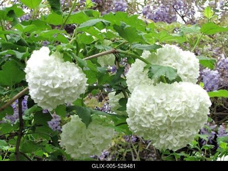 P?pa, 2014. m?jus 2.Feh?r labdar?zsa ?s lila ak?c a K?kfest? m?zeum udvar?ban.-stock-foto