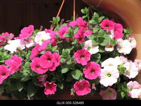 P?pa, 2014. m?jus 2.Pet?nia egy ?tterem udvar?ban.-stock-foto