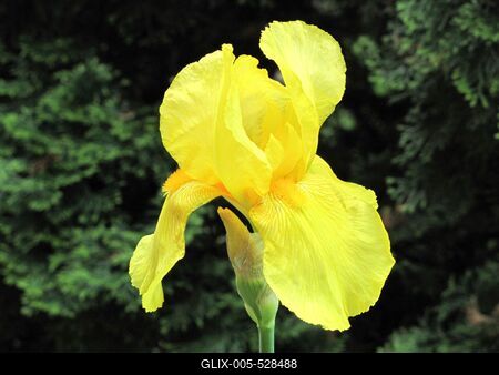 P?pa, 2014. m?jus 2.S?rga irisz a K?kfest? m?zeum udvar?ban.-stock-foto