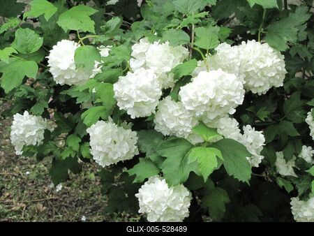 P?pa, 2014. m?jus 2.Feh?r labdar?zsa a K?kfest? m?zeum udvar?ban.-stock-foto