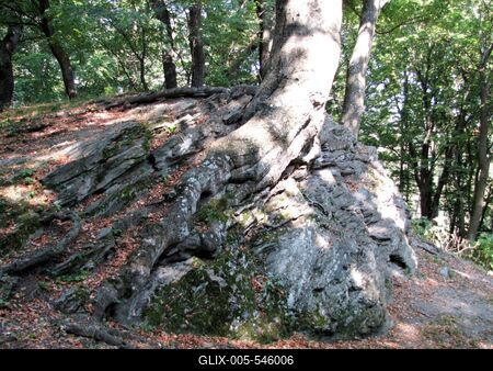 Velem (Hungary), 13 September 2016.Tree on St. Vid Mountain.Szent Vid hegyi fa.-stock-foto