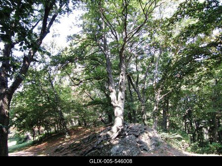 Velem (Hungary), 13 September 2016.Tree on St. Vid Mountain.Szent Vid hegyi fa.-stock-foto