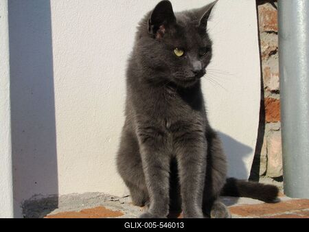 K?szeg (Hungary), 13 September 2016.A cat of K?szeg.K?szegi macska.-stock-foto