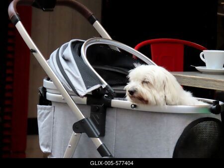 A dog in a stroller in a restaurant on Kärntner Straße - Vienna-stock-foto