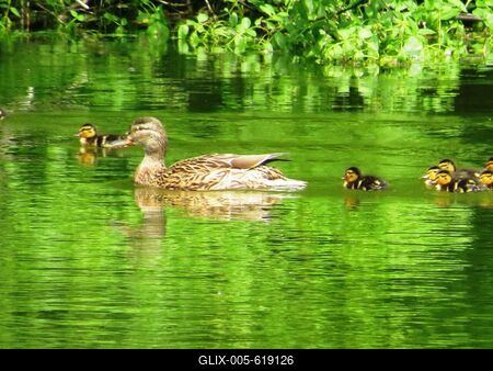 Martonv?s?r, 30 April 2017Willd duck with chicks.Vadkacsa csib?ivel.-stock-foto