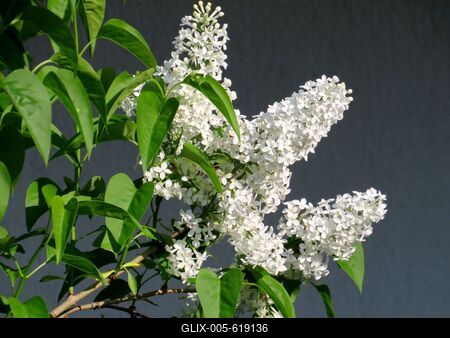 P?kozd, 30 April 2017White lilac.Feh?r orgona.-stock-foto