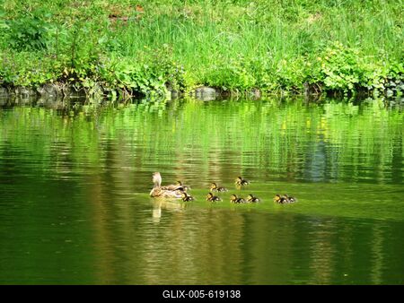Martonv?s?r, 30 April 2017Willd duck with chicks.Vadkacsa csib?ivel.-stock-foto