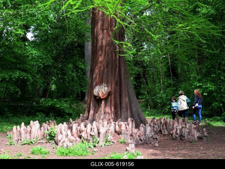 Martonv?s?r, 30 April 2017Swamp cypresswith breathing roots in the park of Brunszvik Castle.Mocs?rciprus ?s l?ggy?kerei a Brunszvik kast?ly parkj?ban.-stock-foto