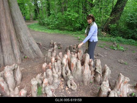 Martonv?s?r, 30 April 2017Swamp cypress with breathing roots in the park of Brunszvik Castle.Mocs?rciprus ?s l?ggy?kerei a Brunszvik kast?ly parkj?ban.-stock-foto