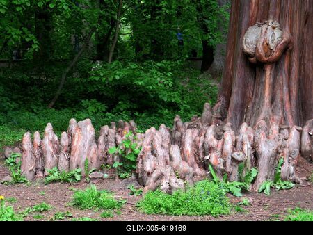 Martonv?s?r, 30 April 2017Swamp cypress with breathing roots in the park of Brunszvik Castle.Mocs?rciprus ?s l?ggy?kerei a Brunszvik kast?ly parkj?ban.-stock-foto