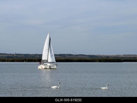 Sailing on the Lake with Swans-stock-foto
