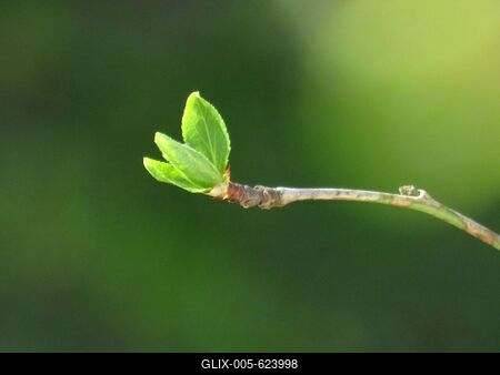 Budding - Springtime - Nature-stock-foto
