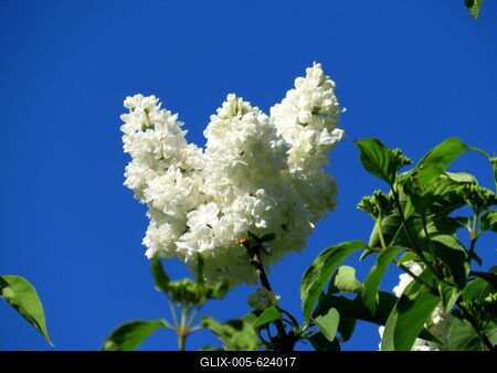 White lilac - Nature-stock-foto