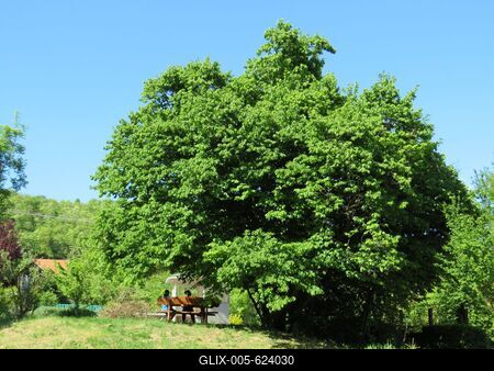 Spring under a Tree - Genre picture-stock-foto