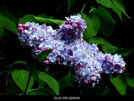 Nature - Purple lilac-stock-foto