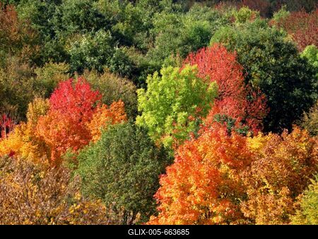 Autumn colors - Nature - Hungary-stock-foto