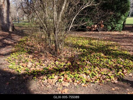 Nature - Flower "winter cemetery"  is blooming on Margaret Island in Budapest-stock-foto