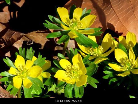 Nature - Flower "winter cemetery" is blooming on Margaret Island in Budapest-stock-foto