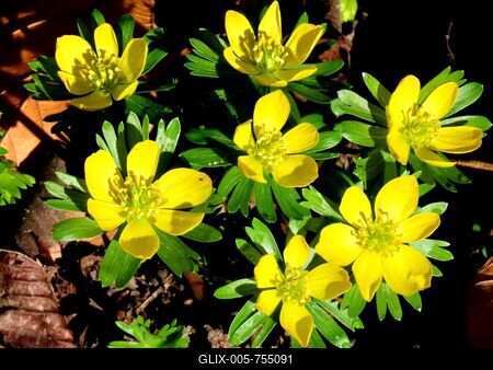 Nature - Flower "winter cemetery" is blooming on Margaret Island in Budapest-stock-foto