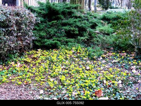 Nature - Flower "winter cemetery" is blooming on Margaret Island in Budapest-stock-foto
