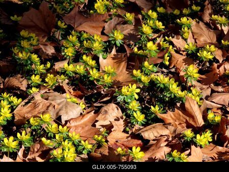 Flower "winter cemetery" is blooming on Margaret Island in Budapest - Nature-stock-foto