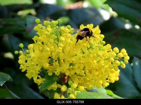 A bumblebee on a flower - - Nature - Hungary - Spring-stock-foto