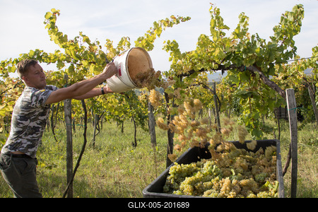 Grape harvest at Hilltop Wine House-stock-foto