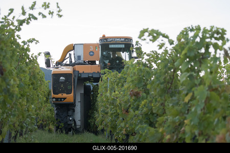 Grape harvest at Hilltop Wine House-stock-foto