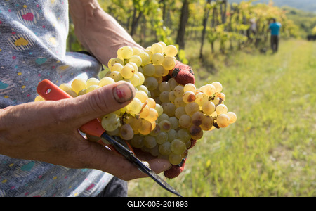 Grape harvest at Hilltop Wine House-stock-foto