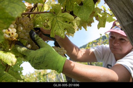 Grape harvest at Hilltop Wine House-stock-foto