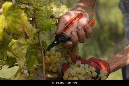 Grape harvest at Hilltop Wine House-stock-foto
