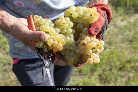 Grape harvest at Hilltop Wine House-stock-foto