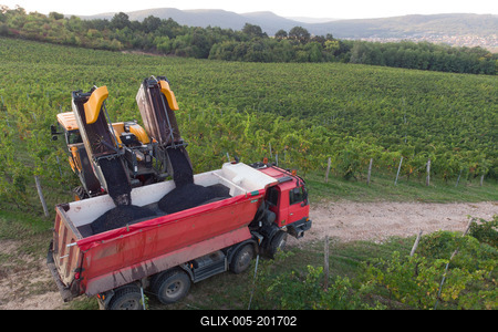 Grape harvest at Hilltop Wine House-stock-foto