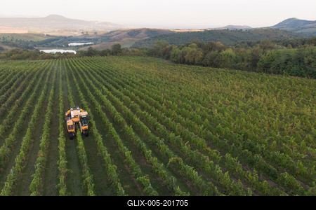 Grape harvest at Hilltop Wine House-stock-foto