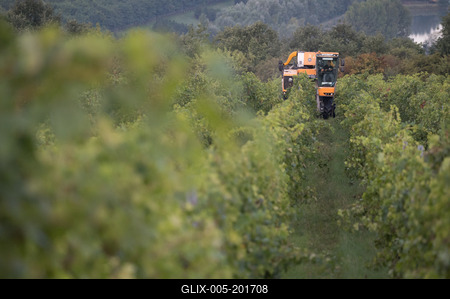 Grape harvest at Hilltop Wine House-stock-foto