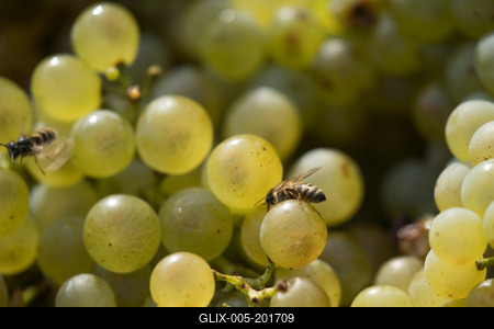 Grape harvest at Hilltop Wine House-stock-foto
