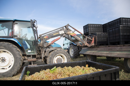 Grape harvest at Hilltop Wine House-stock-foto