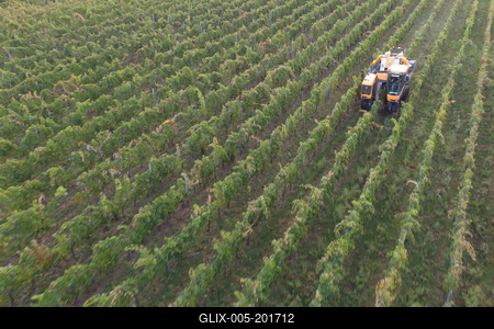Grape harvest at Hilltop Wine House-stock-foto